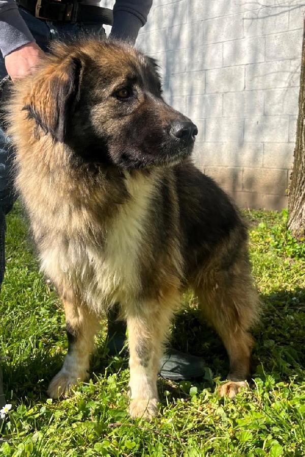 PRUGNA CAGNOLONA STUPENDA Foto 5